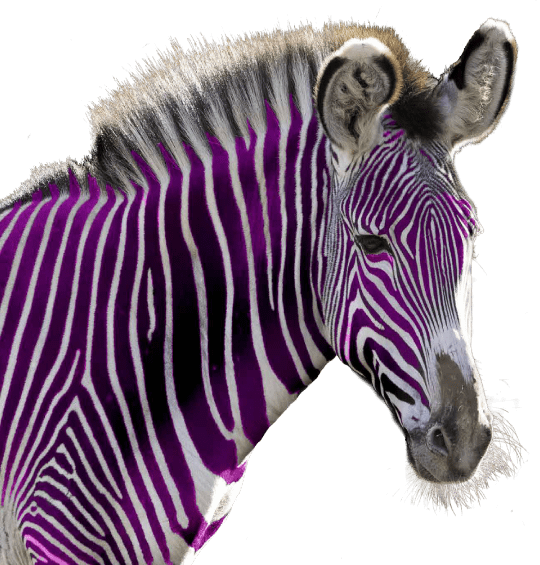 Zebra met paarse strepen